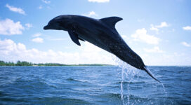 Dolphin Diving7052612463 272x150 - Dolphin Diving - flower, Dolphin, Diving